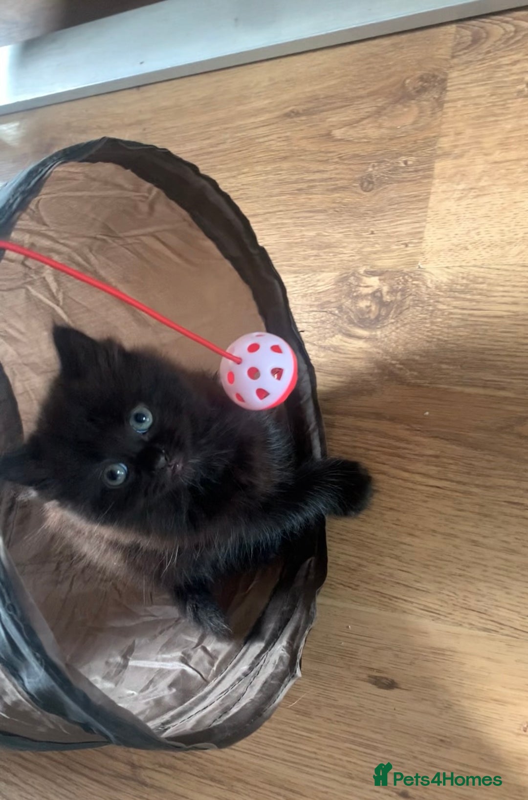 Persian cats for sale: Female Persian Kitten - Image 1