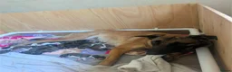 Mixed Breed dogs for sale: American bulldog x Belgian Malinois  - Advert 21