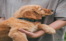 Golden Retriever dogs for sale: Ready now Golden Retriever Puppies KC Dad  - Image 25