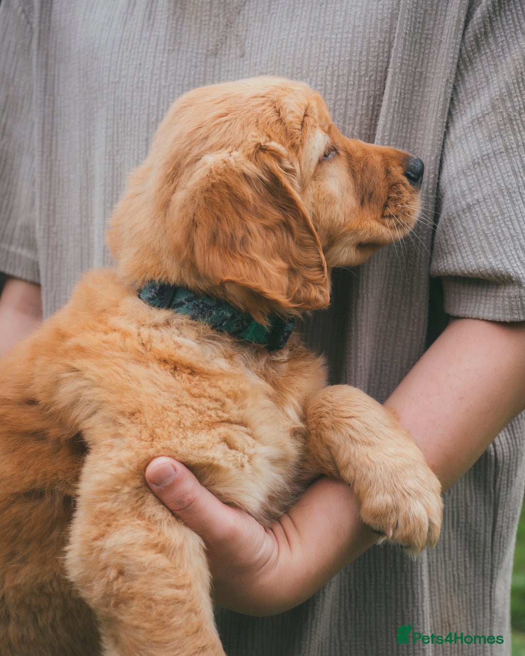 Golden Retriever dogs for sale: Ready now Golden Retriever Puppies KC Dad  - Image 25