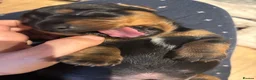 Dachshund dogs for sale: Gorgeous dacshund puppies for sale  - Advert 14