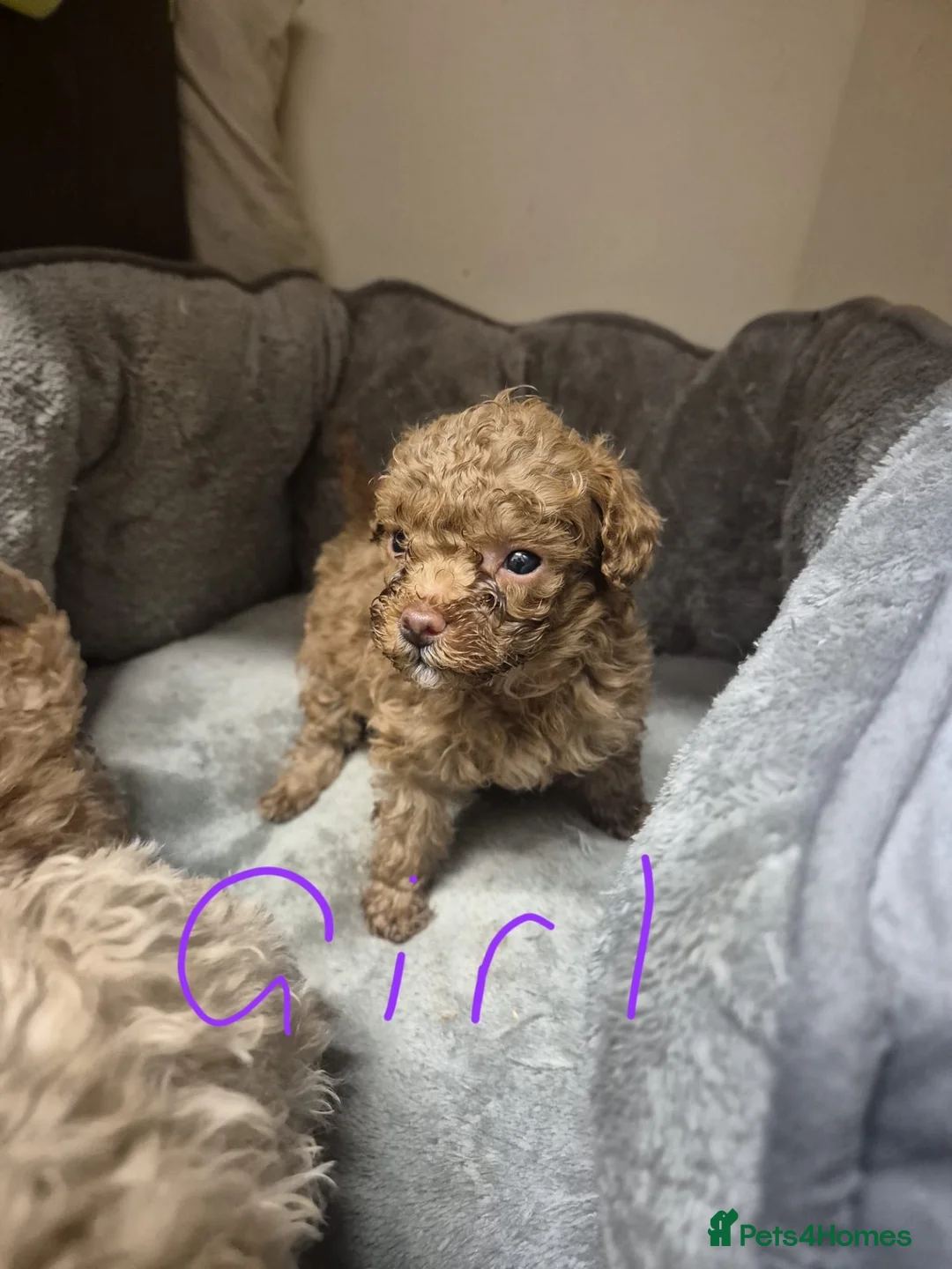 Maltipoo dogs for sale: stunning maltipoo puppies - Advert 2