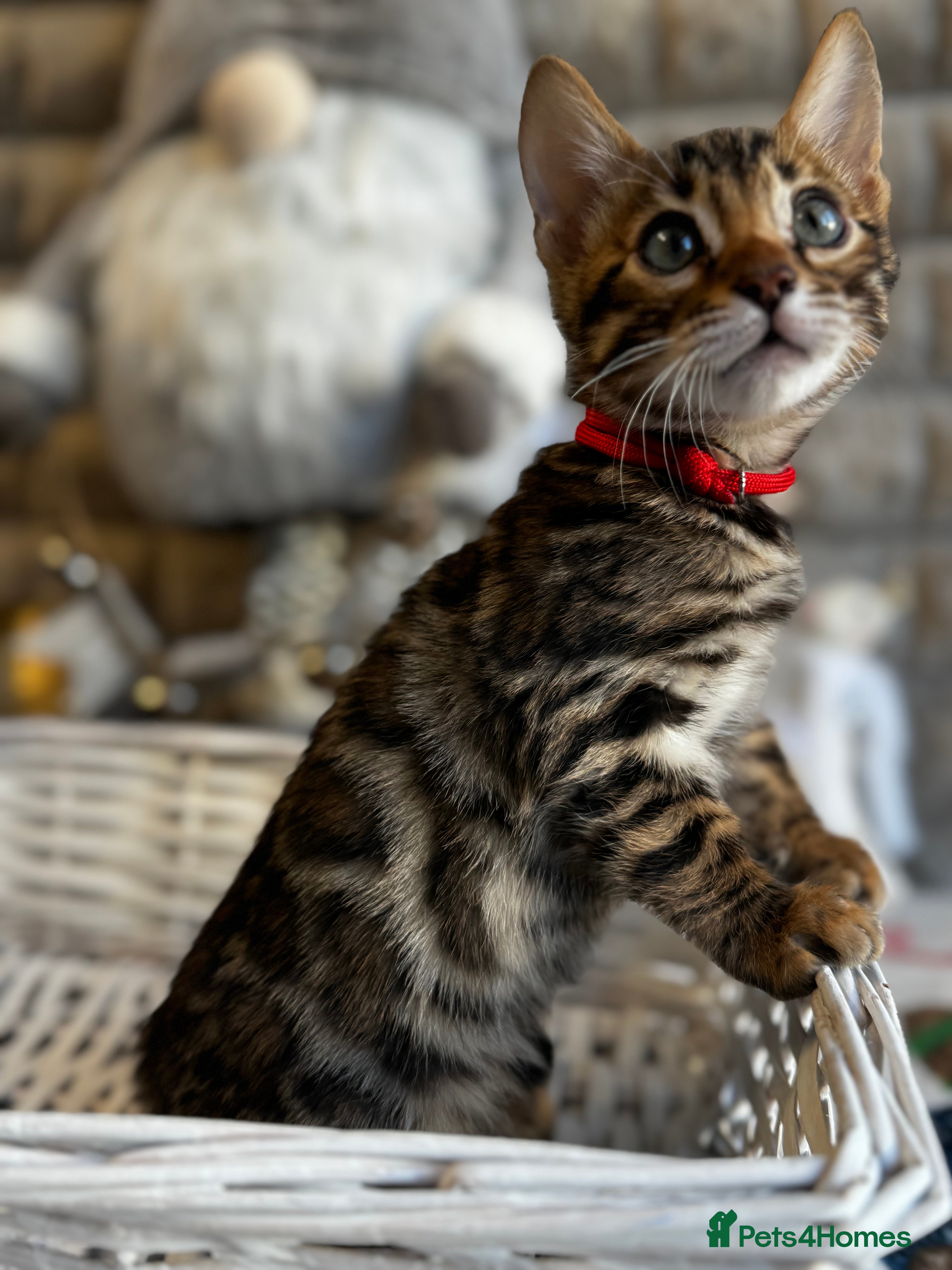 Bengal cats Enchanting TICA Registered Bengal Kittens - Advert 3