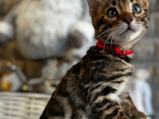 Bengal cats Enchanting Bengal Kittens - Advert 5