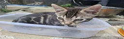 Bengal cats for sale: ❤️ Outstanding TICA Registered Bengal Kittens ❤️ - Advert 27