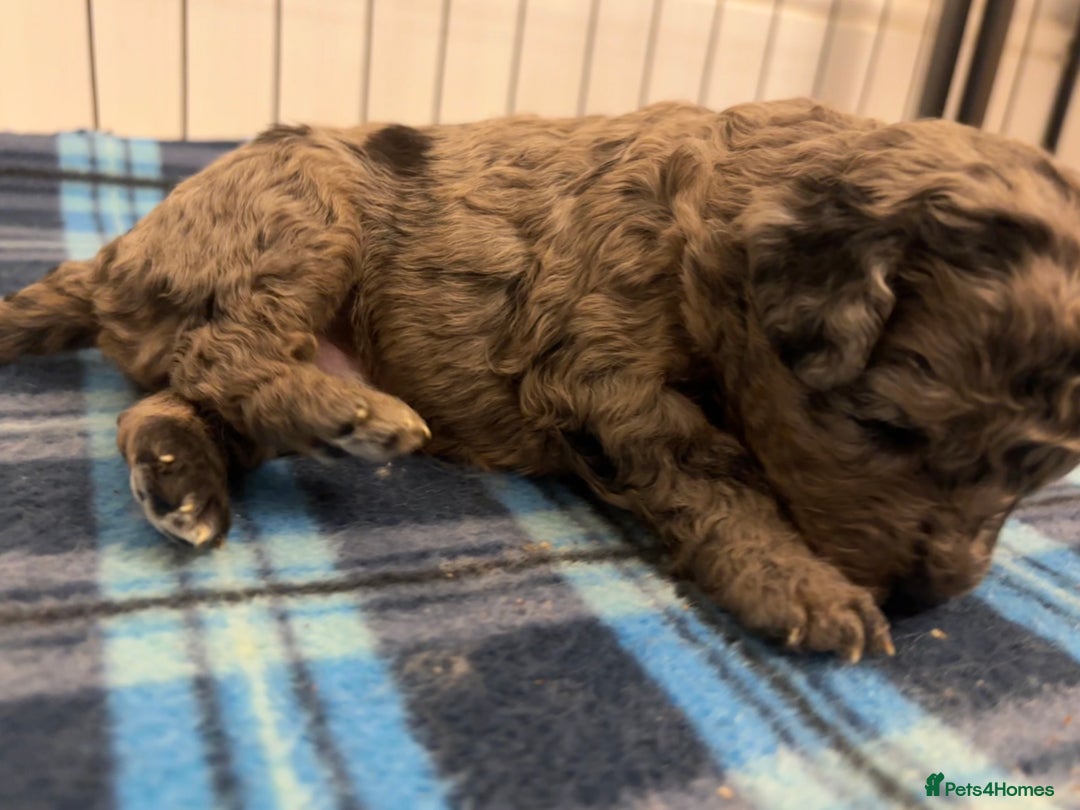 Cockapoo dogs for sale: F2 Cockapoo Puppies - Advert 8