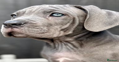 Mixed Breed dogs - Advert 4