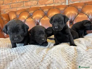 Labrador Retriever dogs Black Labrador Puppies - Advert 1