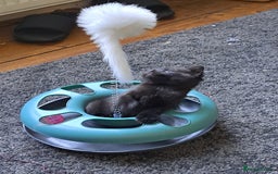 British Shorthair cats for sale: 3 gorgeous boy kittens - Image 3