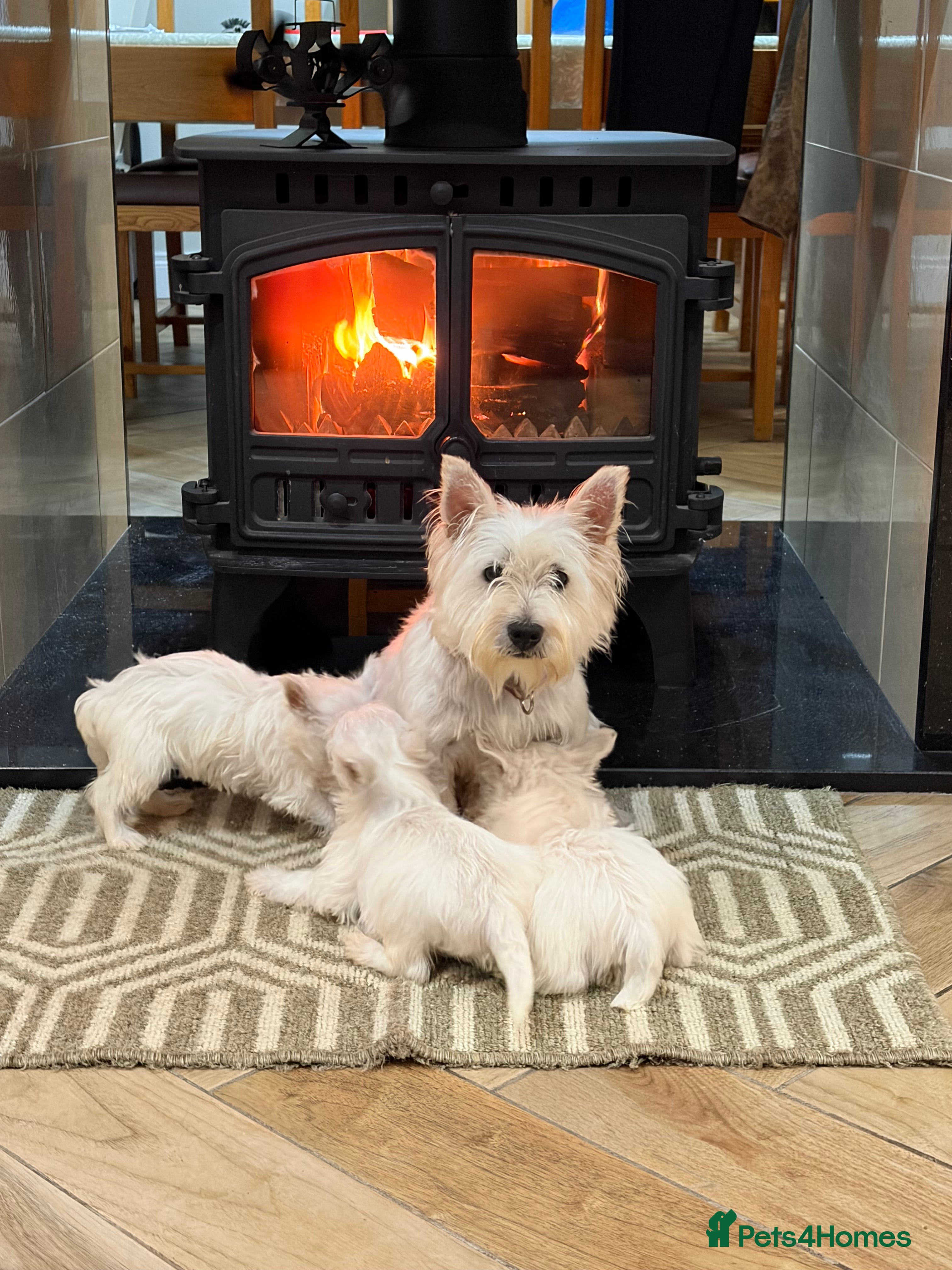 West Highland Terrier dogs West Highland Terrier puppies.  - Advert 1