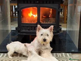 West Highland Terrier dogs West Highland Terrier puppies. - Advert 1