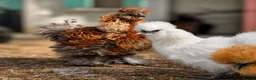 Chickens poultry for sale: USA Silkie Chicks - Advert 5