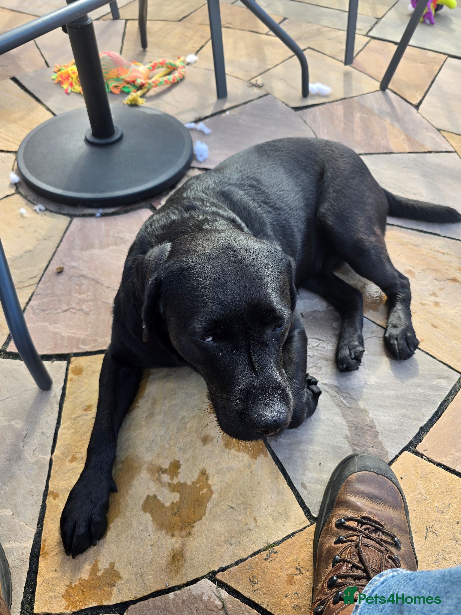 Labrador Retriever dogs Dave Nunn - Advert 15