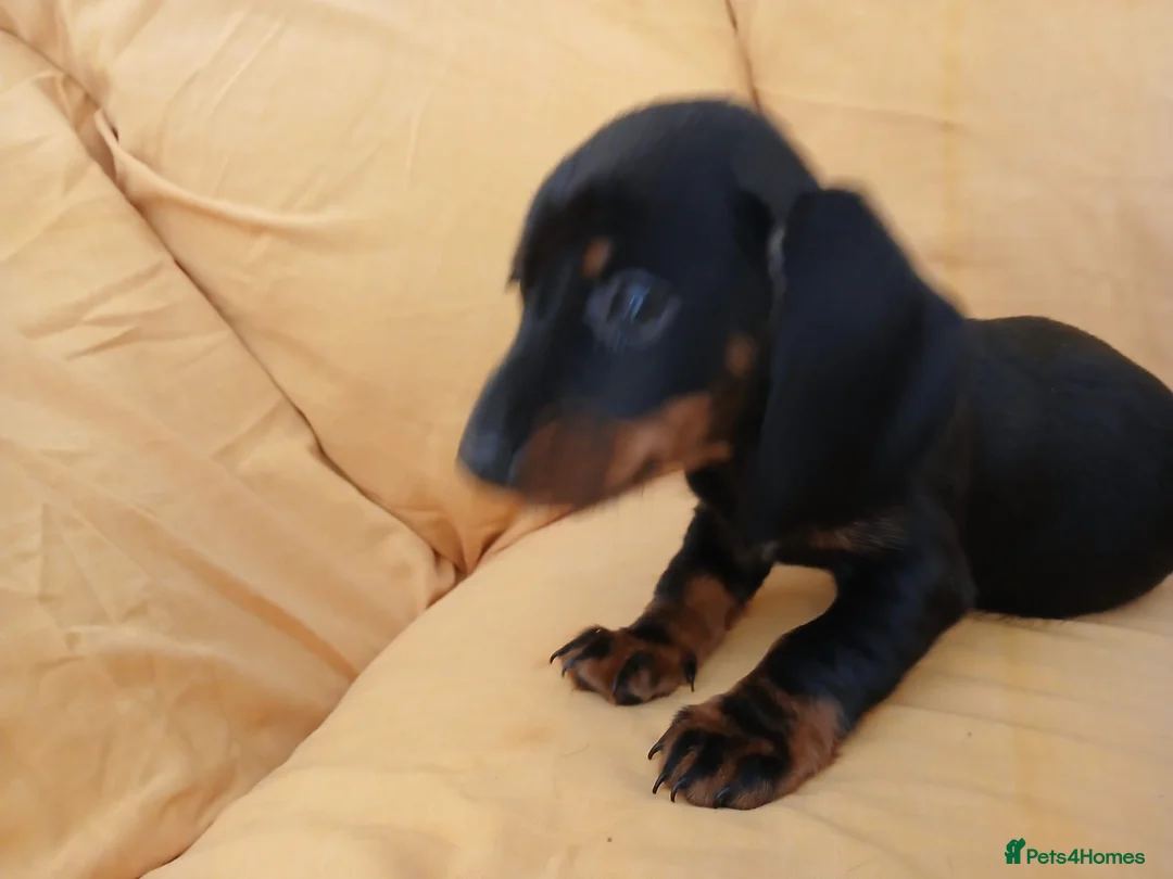 Miniature Dachshund dogs for sale: Miniature dachshund puppies ready now - Advert 12