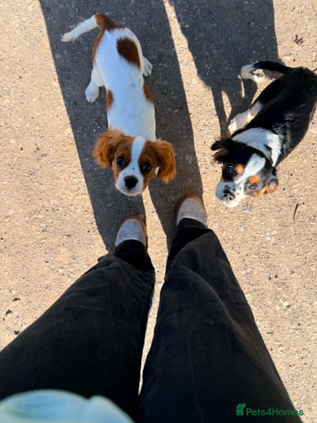 Cavalier King Charles Spaniel dogs for sale: Cavalier Brothers Looking for a New Home in Alfreton - Advert 1