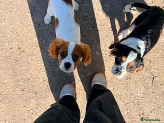 Cavalier King Charles Spaniel dogs Cavalier Brothers Looking for a New Home - Advert 5