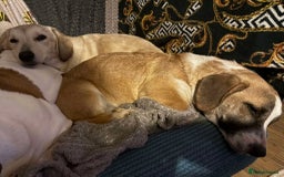 Mixed Breed dogs for adoption: ROXANNE - Advert 6