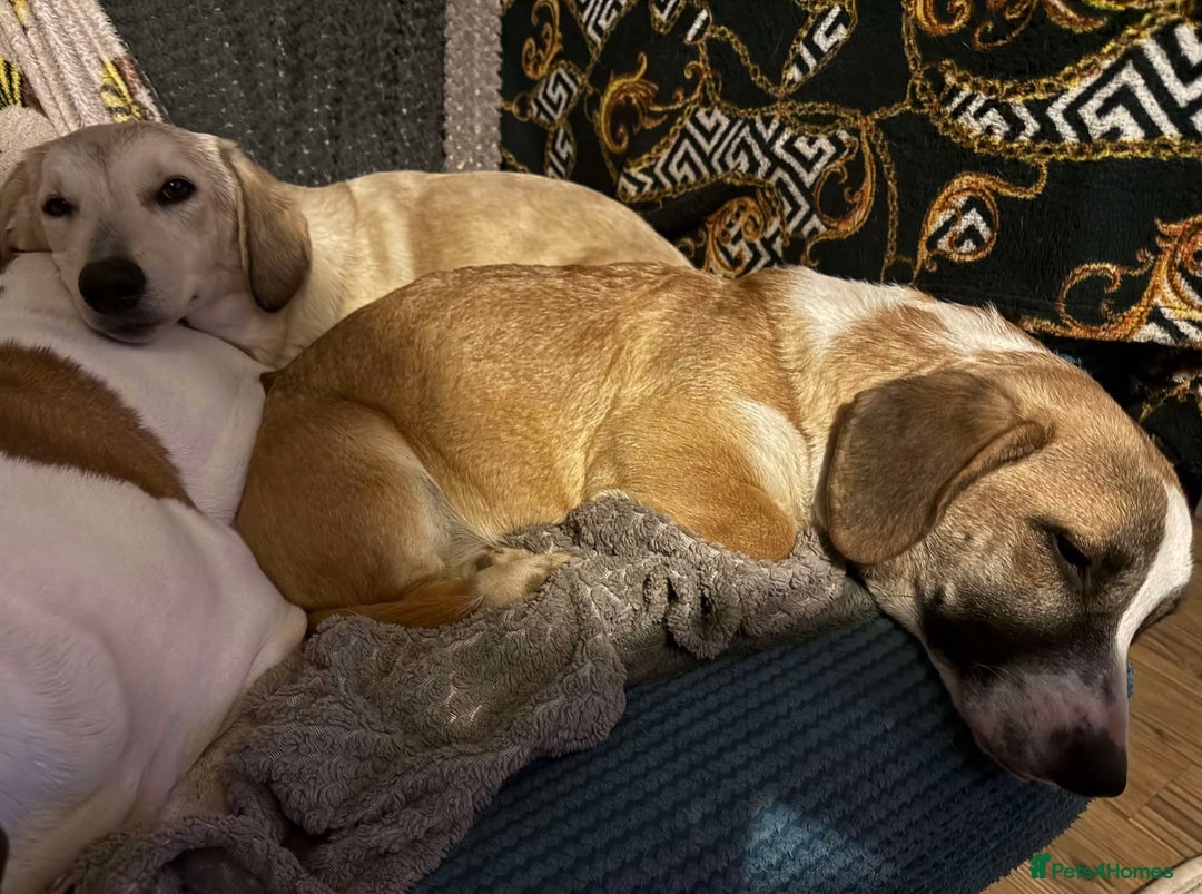 Mixed Breed dogs for adoption: ROXANNE - Advert 6