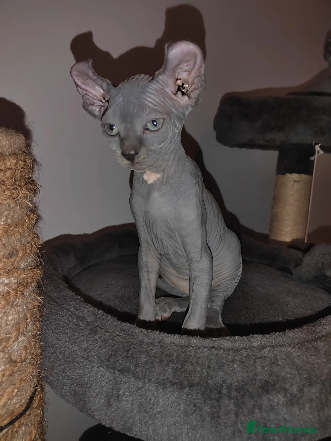 Sphynx cats for sale: Pair of Silver-Blue Elf Sphynx  - Advert 17