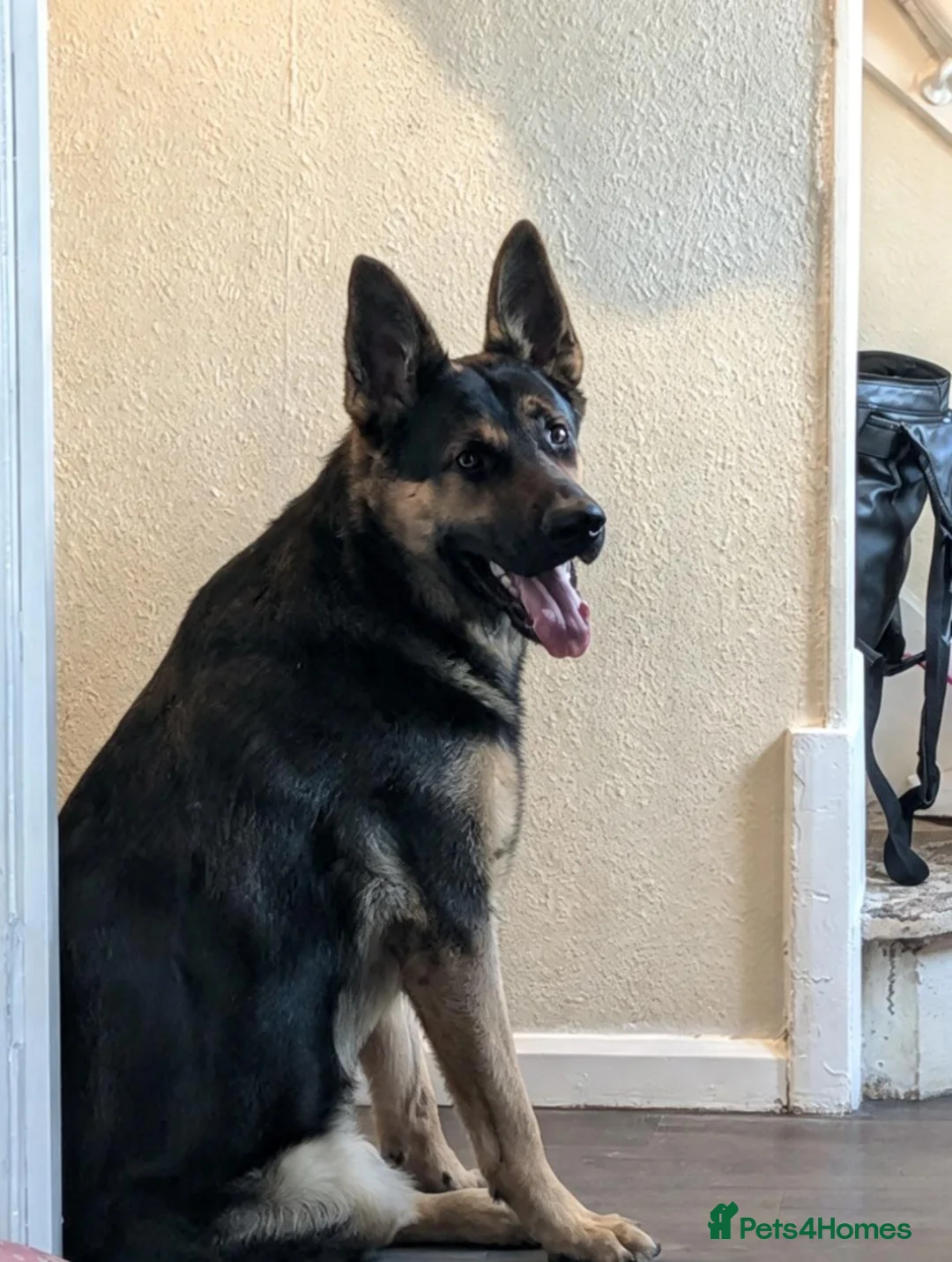 German Shepherd dogs for sale: Handsome young male german shepherd  - Advert 3