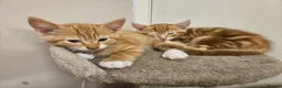 Mixed Breed cats for sale: Two ginger male kittens ready now - Advert 2