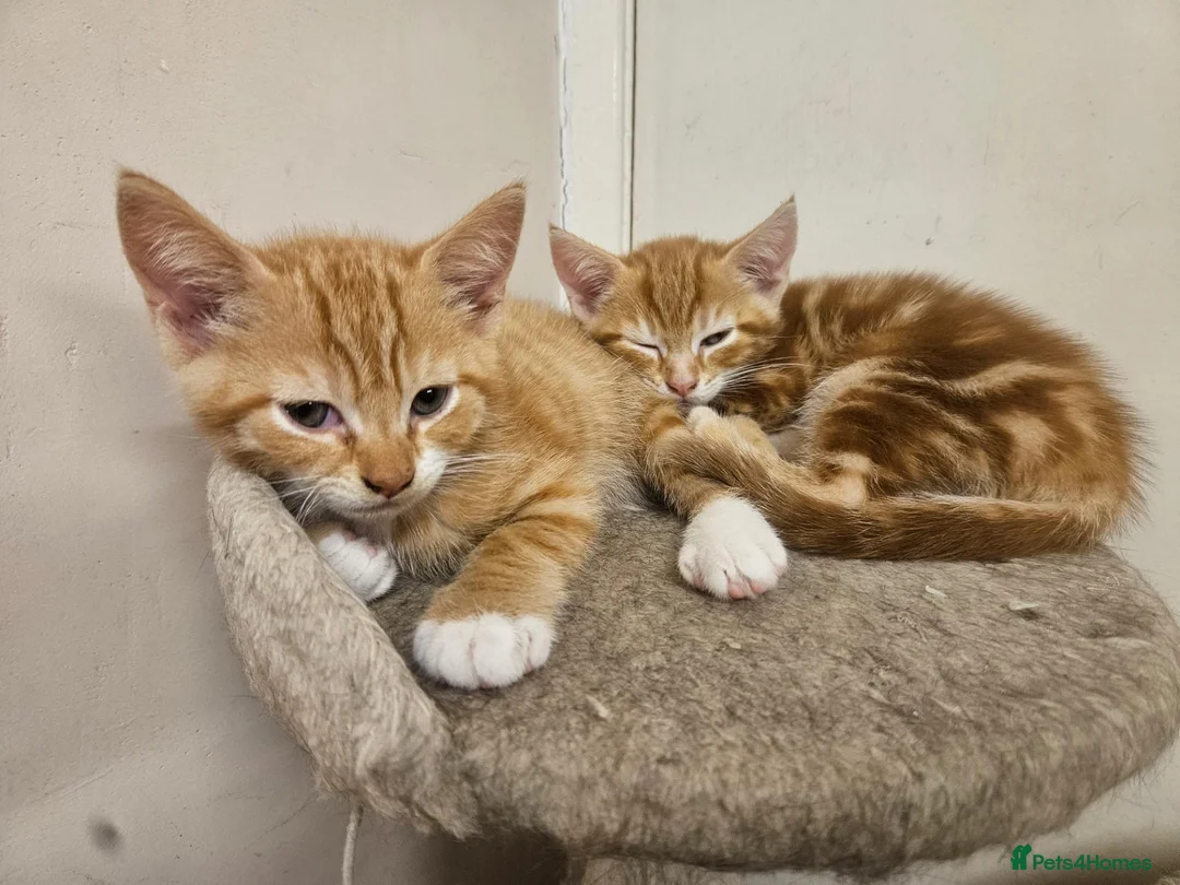 Mixed Breed cats for sale: Two ginger male kittens ready now - Advert 2