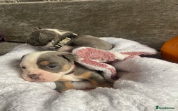 Dorset Olde Tyme Bulldogge dogs for sale: N.E.B.B.R fluffy carriers olde tyme bulldogs - Image 14