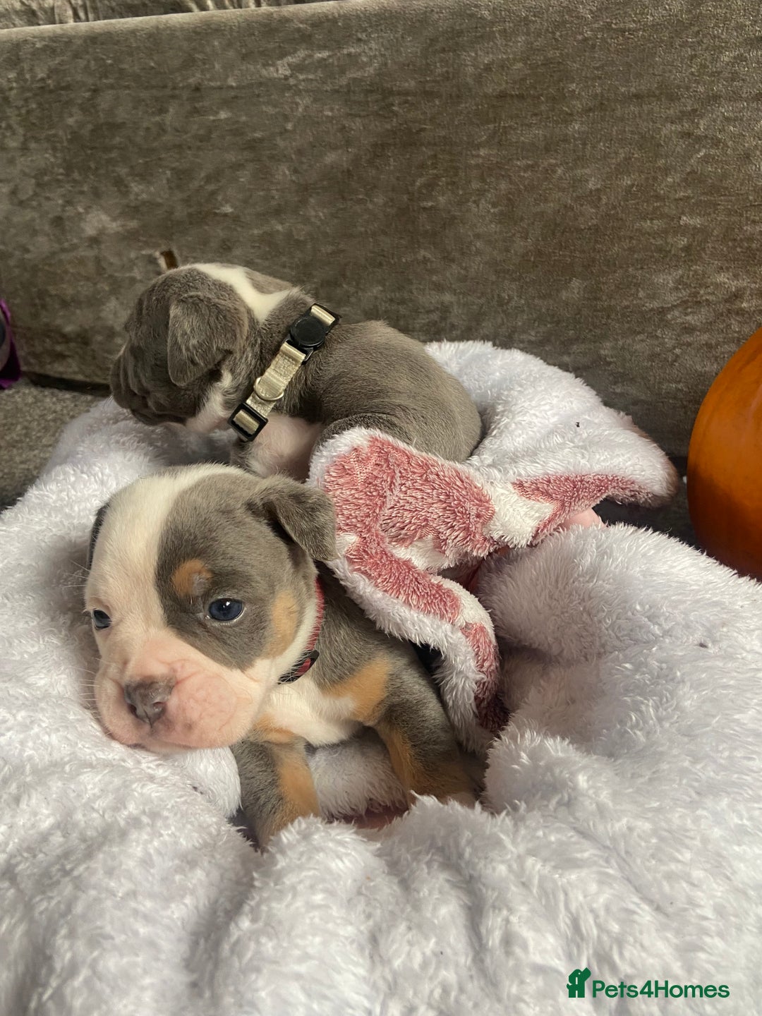 Dorset Olde Tyme Bulldogge dogs for sale: N.E.B.B.R fluffy carriers olde tyme bulldogs - Image 14