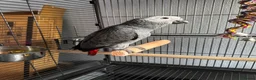 Parrots birds for sale: 6 month old African grey parrot  - Advert 7