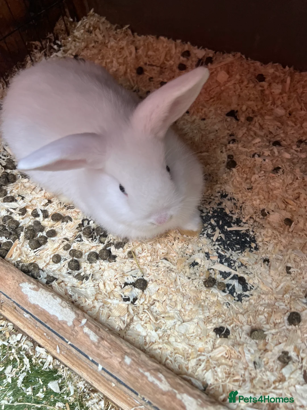 Mixed Breed rabbits for sale: Baby rabbits  in Gateshead - Advert 4