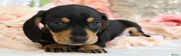 Miniature Dachshund dogs for sale: KC Miniature Dachshund Puppies - Advert 18