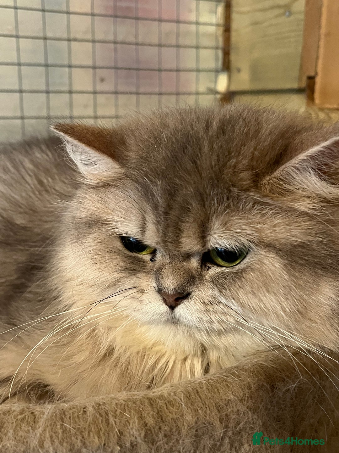 British Longhair cats for sale: Gorgeous Gccf female British Longhairs - Image 1