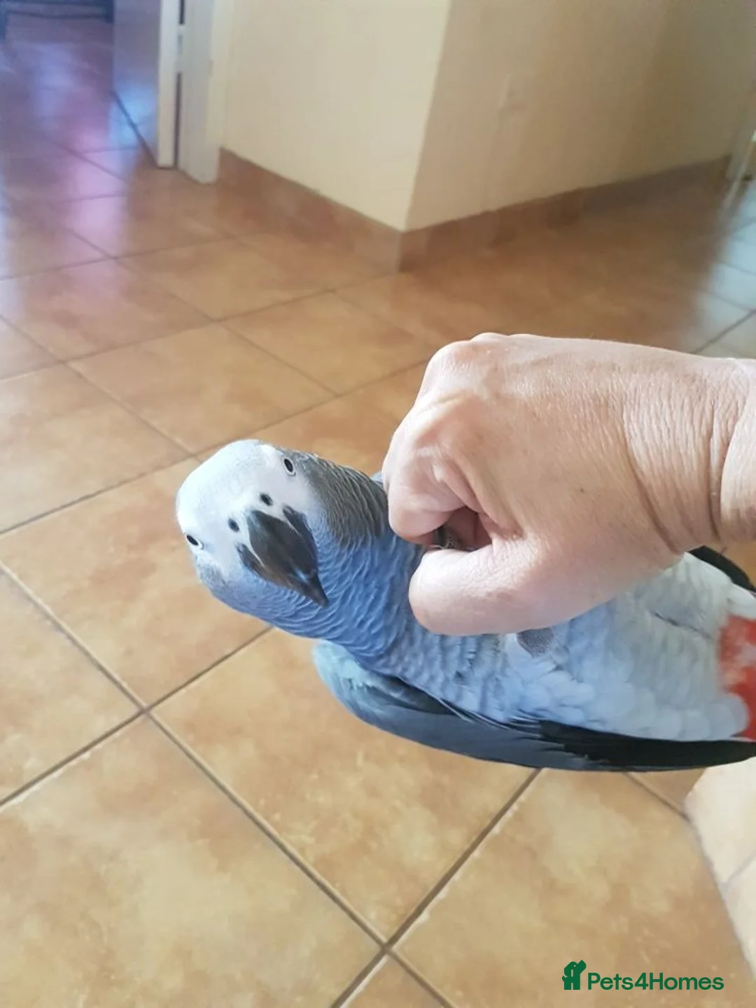 Parrots birds for sale: Tame African grey parrots in Cleckheaton - Advert 2