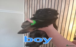 German Shepherd dogs for sale: 💥 chunky German Shepherd's 💥 - Image 1