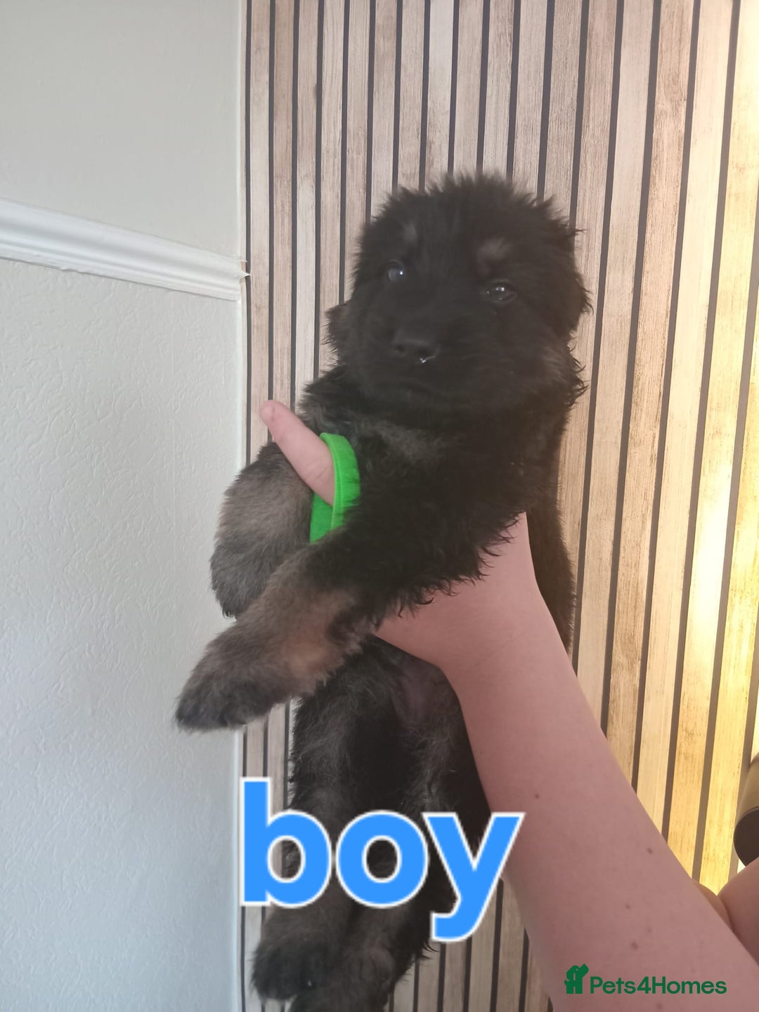 German Shepherd dogs for sale: 💥 chunky German Shepherd's 💥 - Image 1
