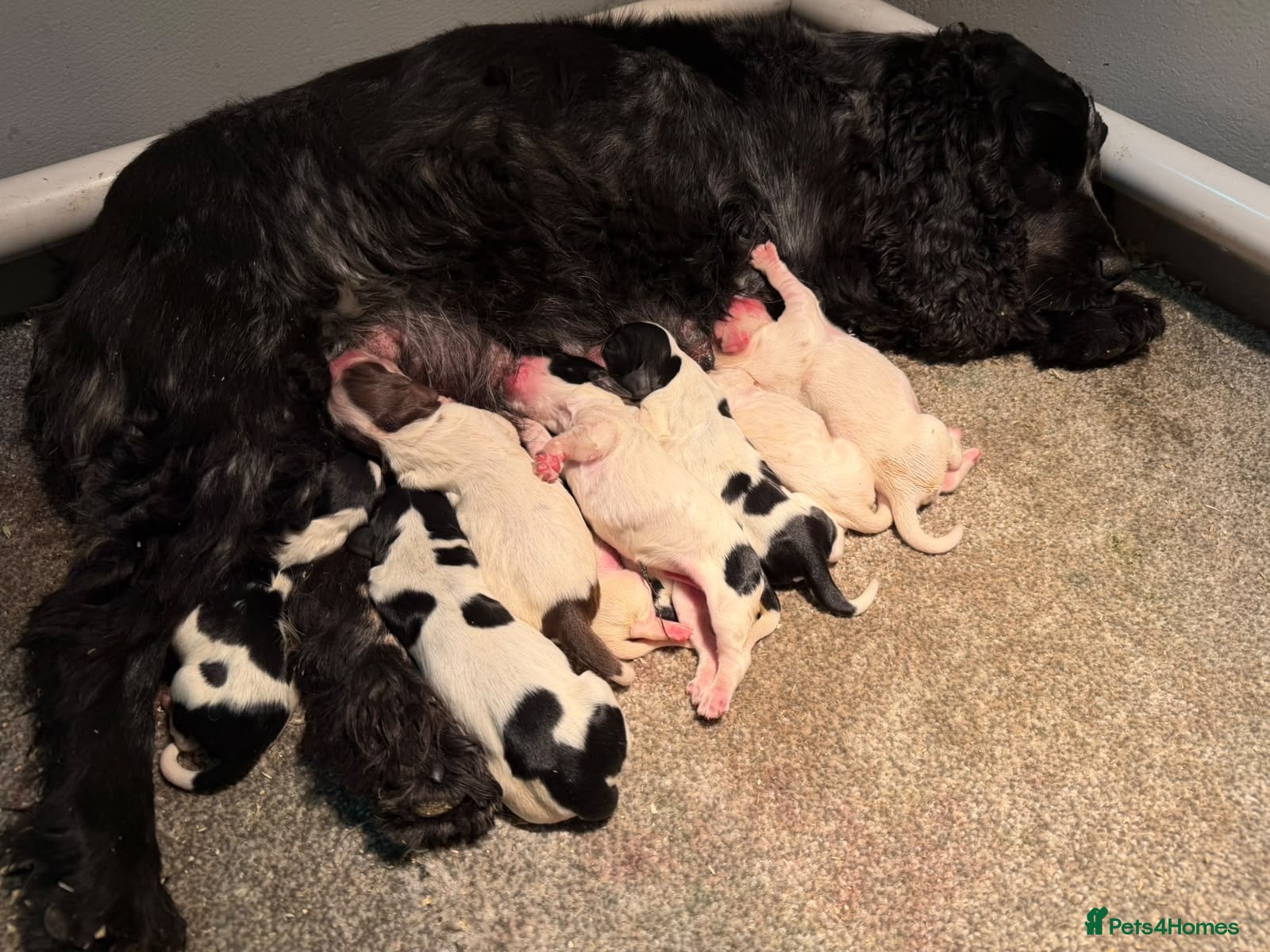 Cocker Spaniel dogs for sale: KC registered Cocker Spaniel Pups DNA Tested - Advert 2