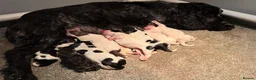 Cocker Spaniel dogs for sale: KC registered Cocker Spaniel Pups DNA Tested - Advert 3
