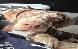 Borador dogs for sale: Beautiful boy in urgent need of a new forever home - Image 1