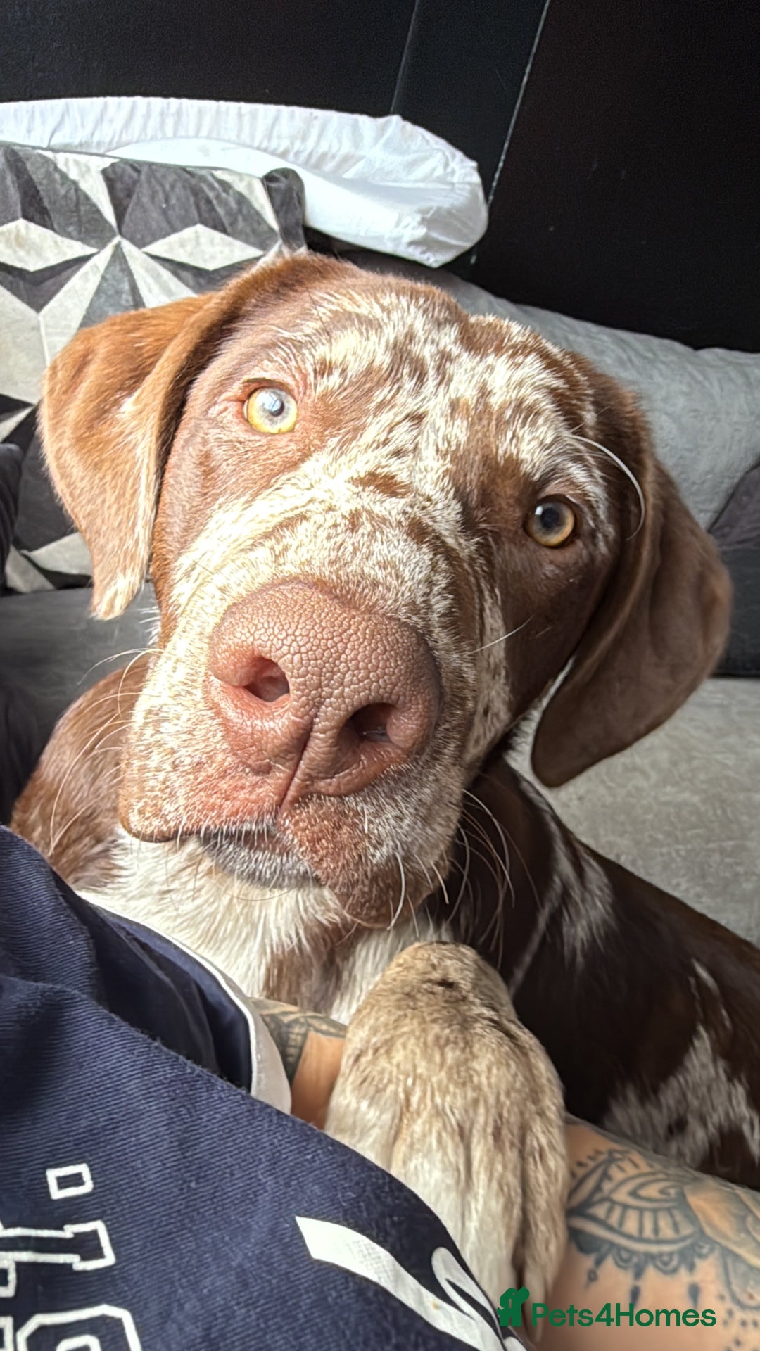 Borador dogs for sale: Beautiful boy in urgent need of a new forever home - Image 1