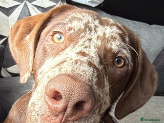 Borador dogs - Advert 1