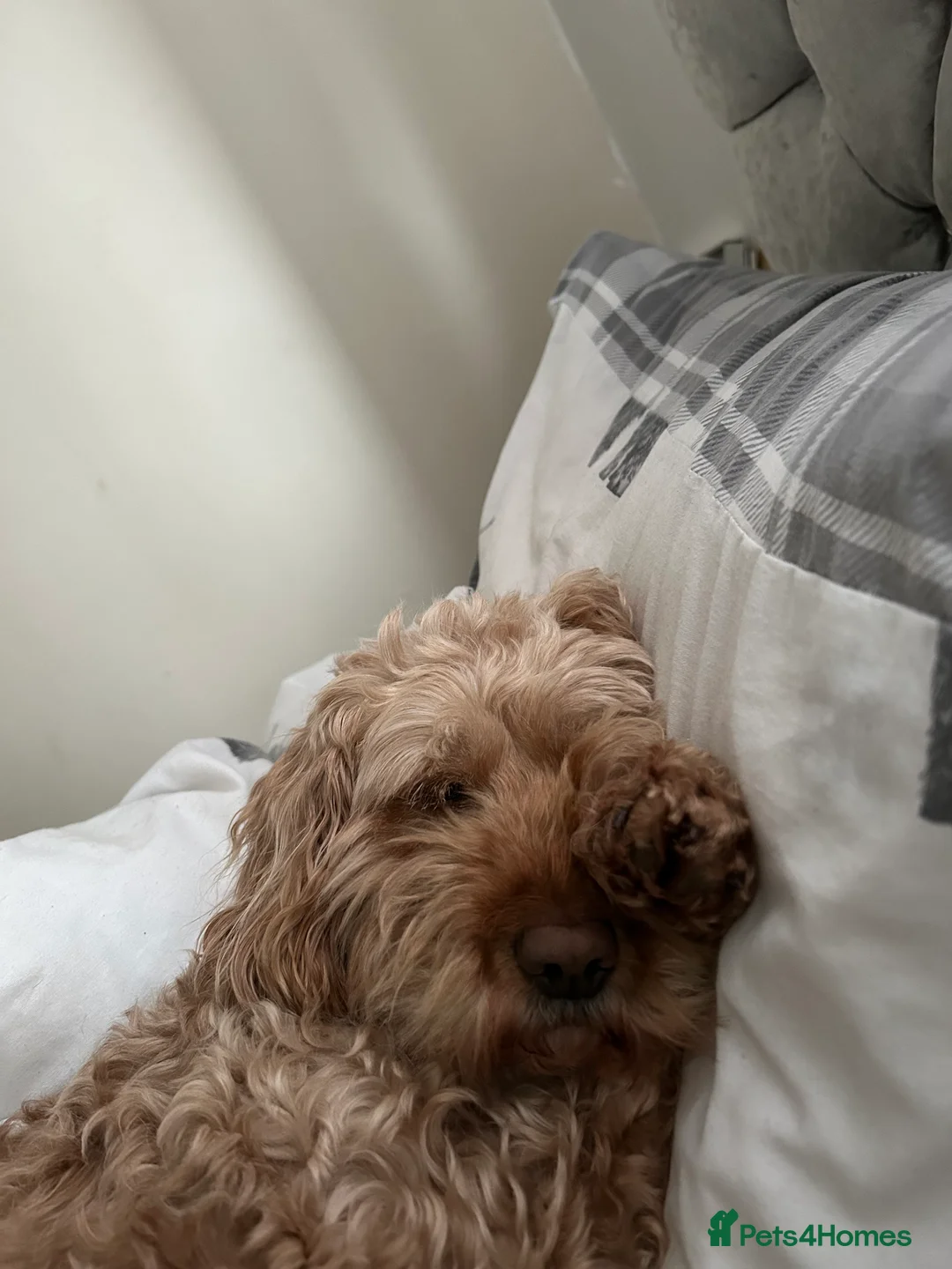 Cockapoo dogs for sale: Beautiful 6year old cockerpoo - Advert 2