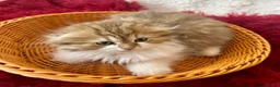 British Longhair cats for sale: beautiful british long hair boy kitten  - Advert 8