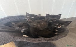 Mixed Breed cats for sale: Beautiful kittens for sale - Image 4
