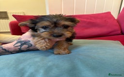 Yorkshire Terrier dogs for sale: Yorkshire Terrier Pups - Image 7