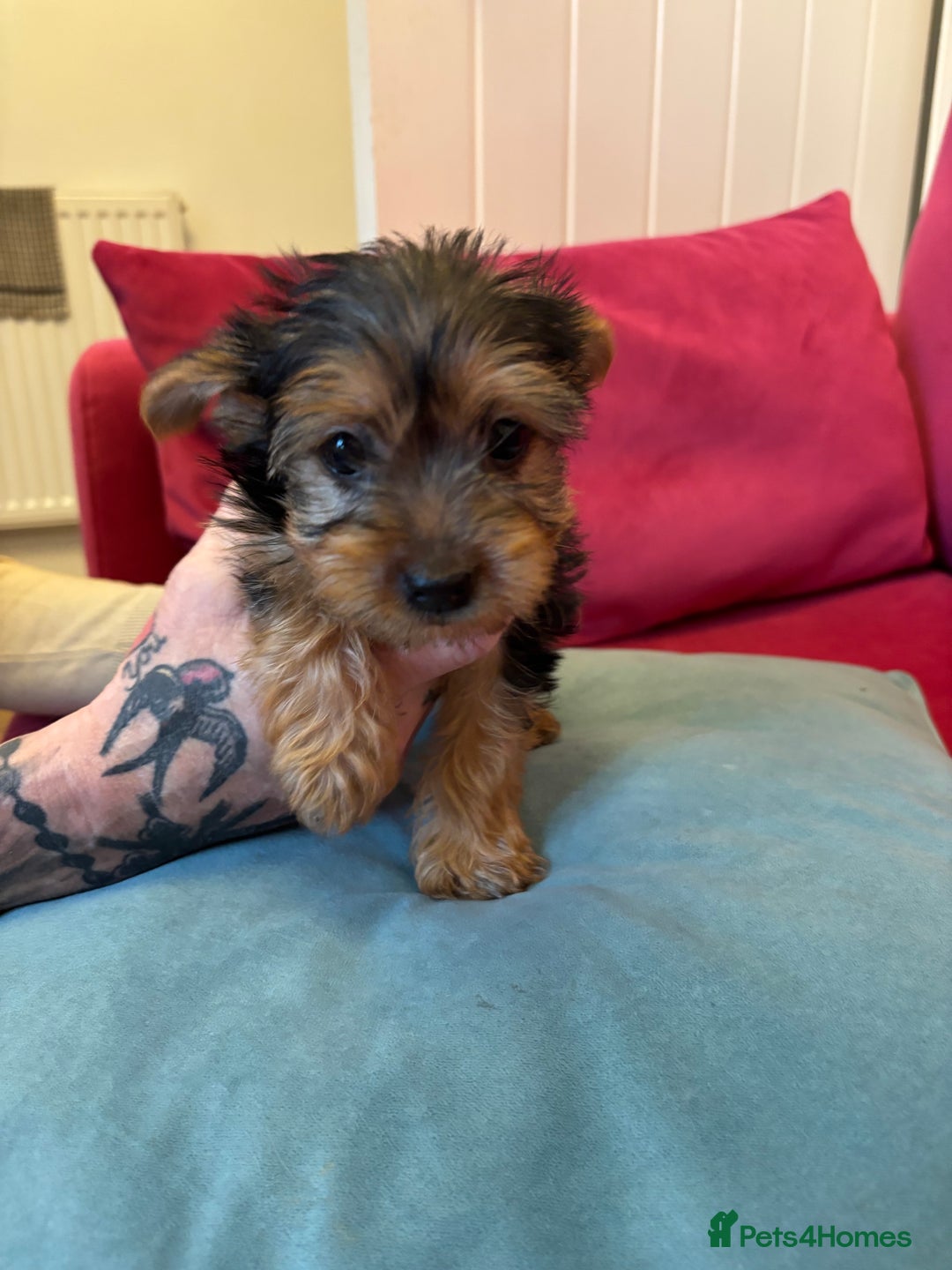 Yorkshire Terrier dogs for sale: Yorkshire Terrier Pups - Image 7