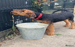Airedale Terrier dogs for sale: Just 2 KC Registered Airedale Boys Available  in Kettering - Image 19