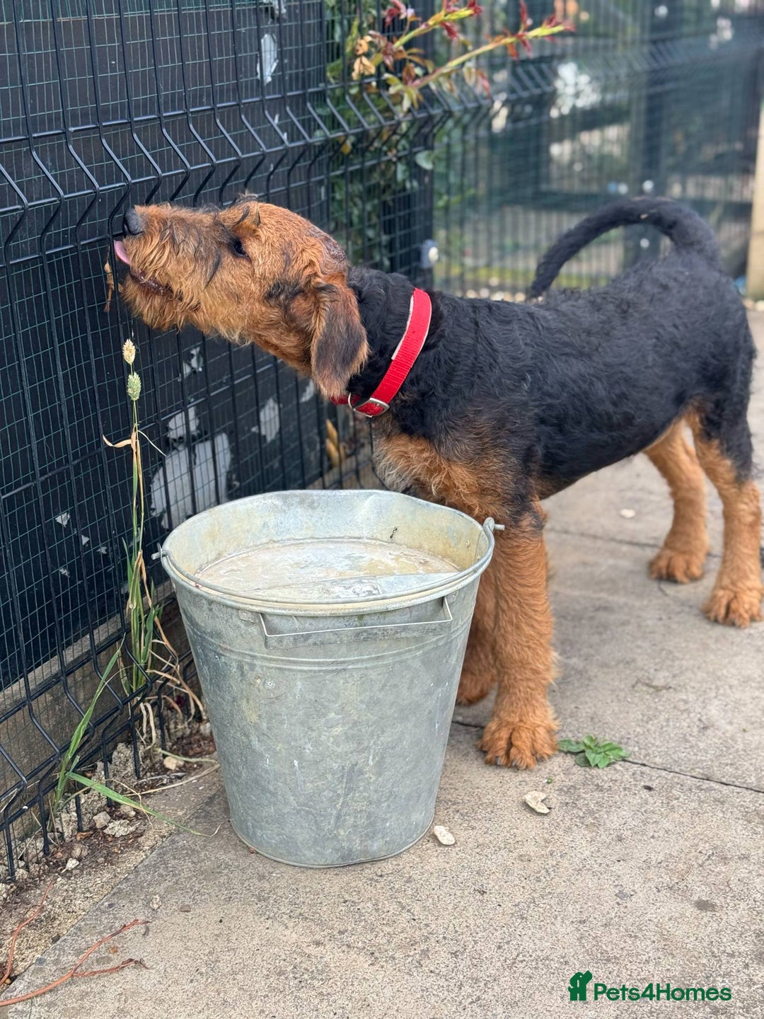 Airedale Terrier dogs for sale: Just 2 KC Registered Airedale Boys Available  in Kettering - Image 19