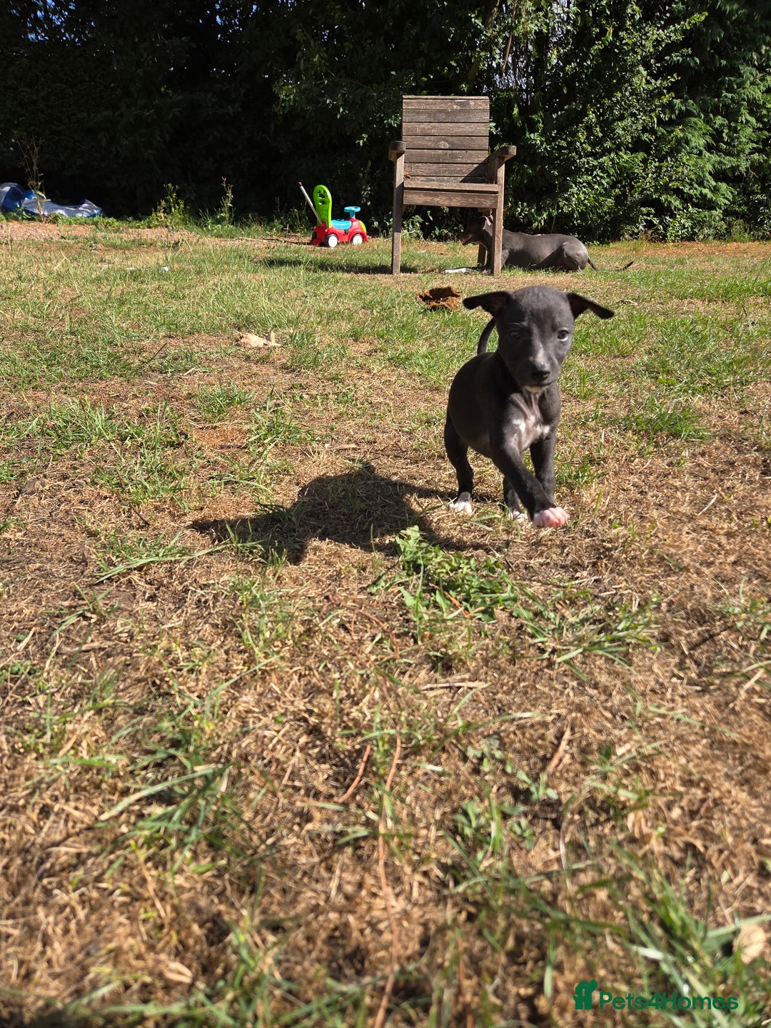 Whippet dogs for sale: 2 stunning purebred whippet ladies - Image 13