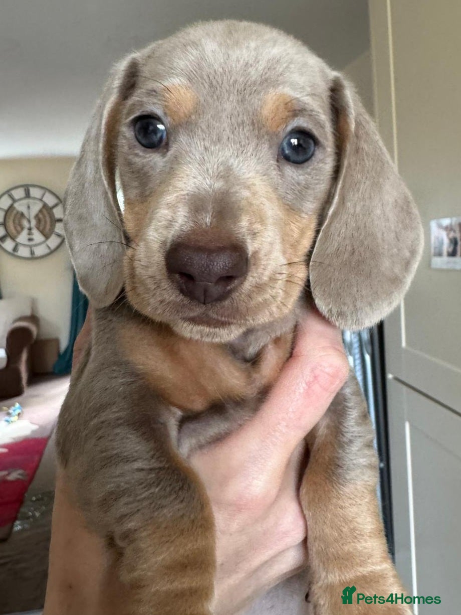 Miniature Dachshund dogs Beautiful kc reg miniature dachshunds - Advert 13