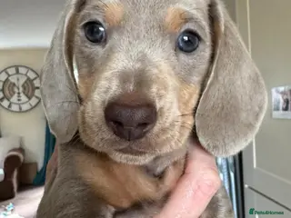 Miniature Dachshund dogs Beautiful kc reg miniature dachshunds - Advert 13